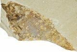 Fossil Fish (Knightia) - Green River Formation #224518-2
